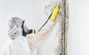 Why You Should Choose Our Mold Remediation Services in El Paso, IL